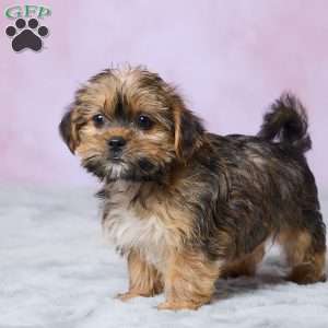 Archie, Shorkie Puppy